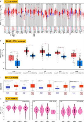 A Pan-Cancer Analysis of the Oncogenic Role of Twinfilin Actin Binding Protein 1 in Human Tumors